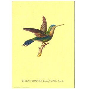 Oiseau-Mouche Glaucopis Hummingbird Print – 1969 Donald Art Co 5x7 Lithograph